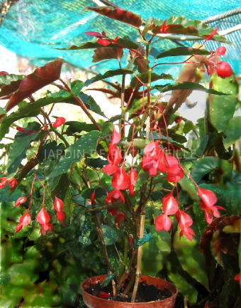 B. ‘Dielytra’